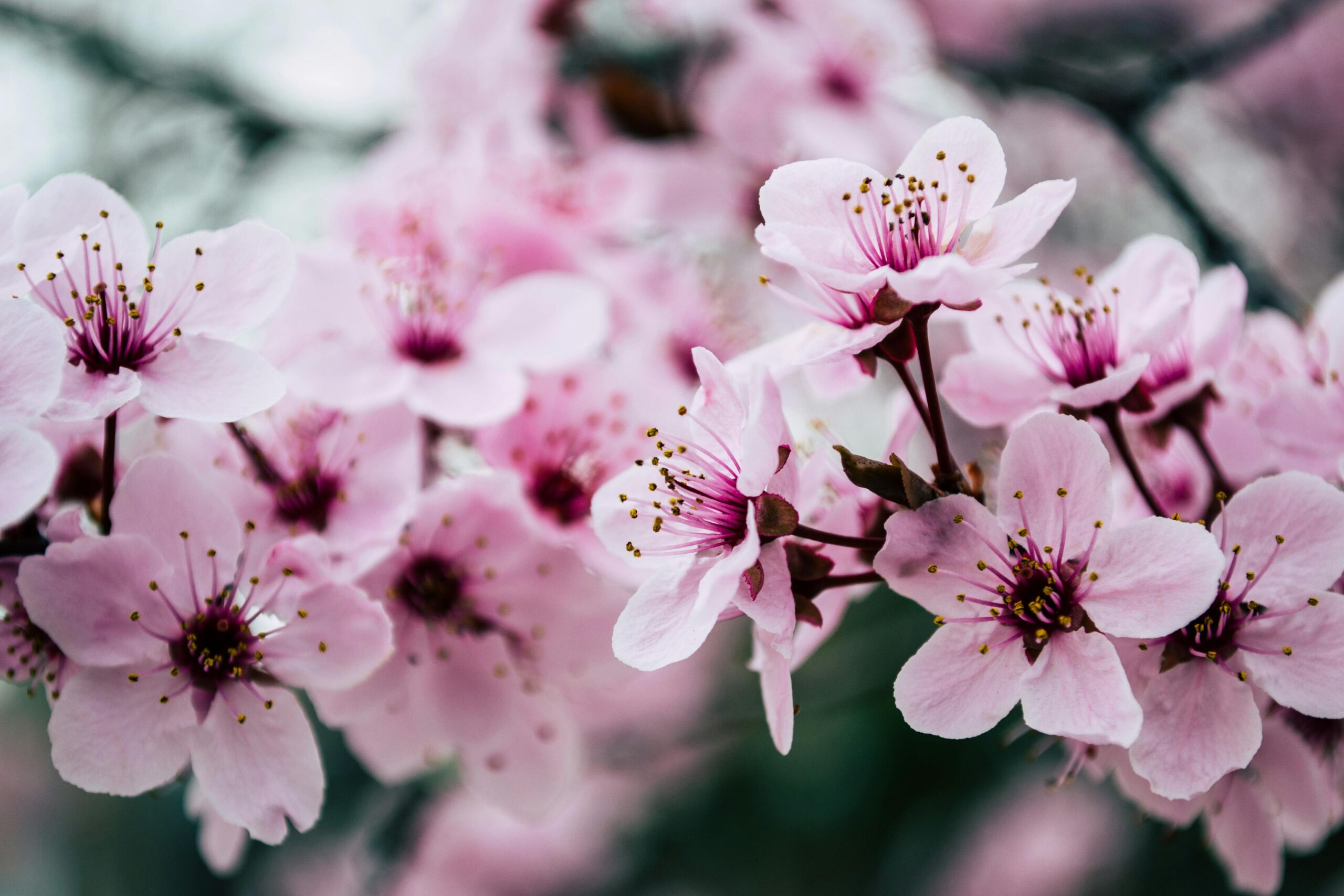 How to choose the right flowers for a wedding gift
