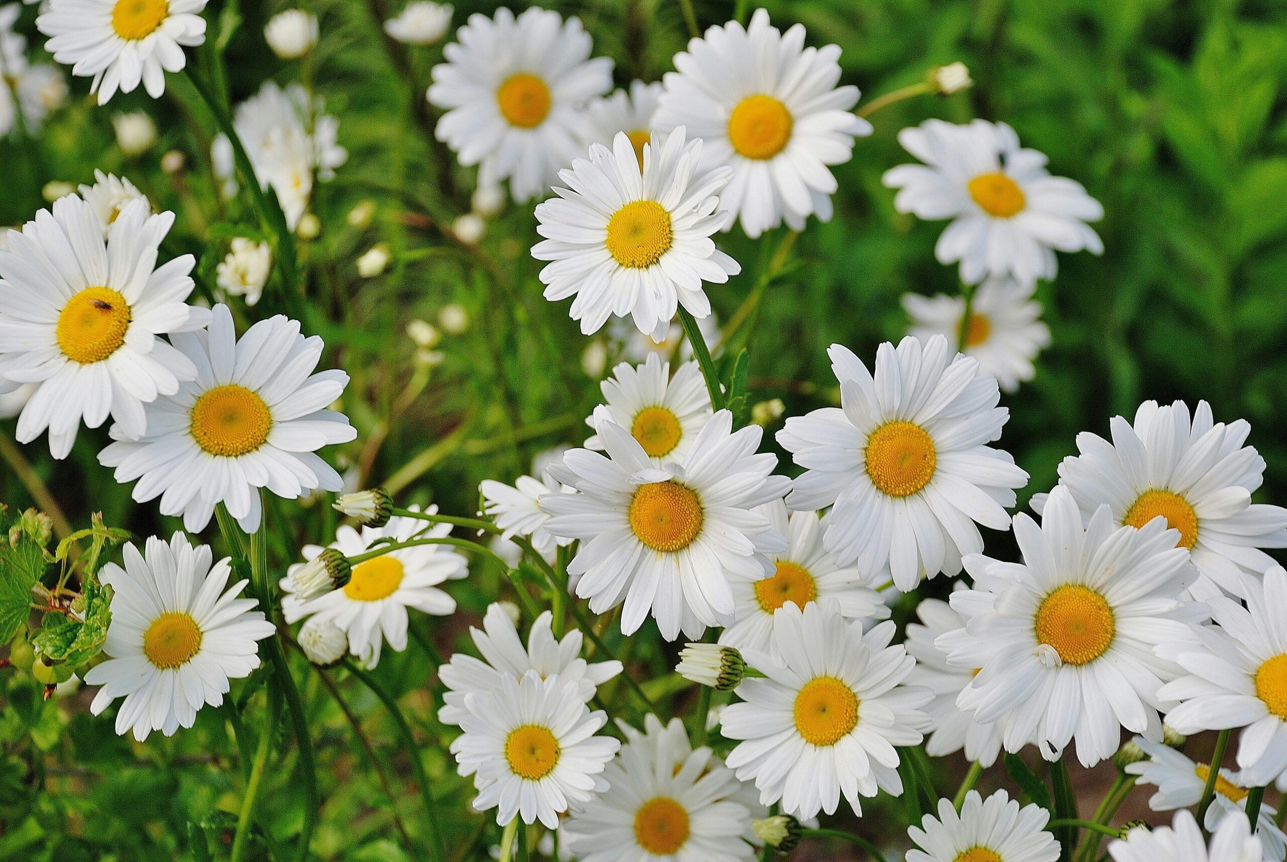 How to choose the right flowers for a wedding gift